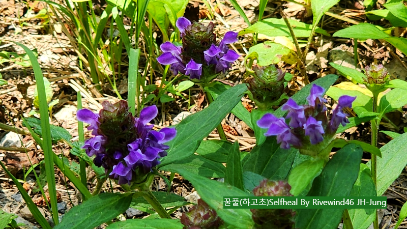 꿀풀(하고초)Selfheal