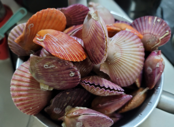 세척한 홍가리비