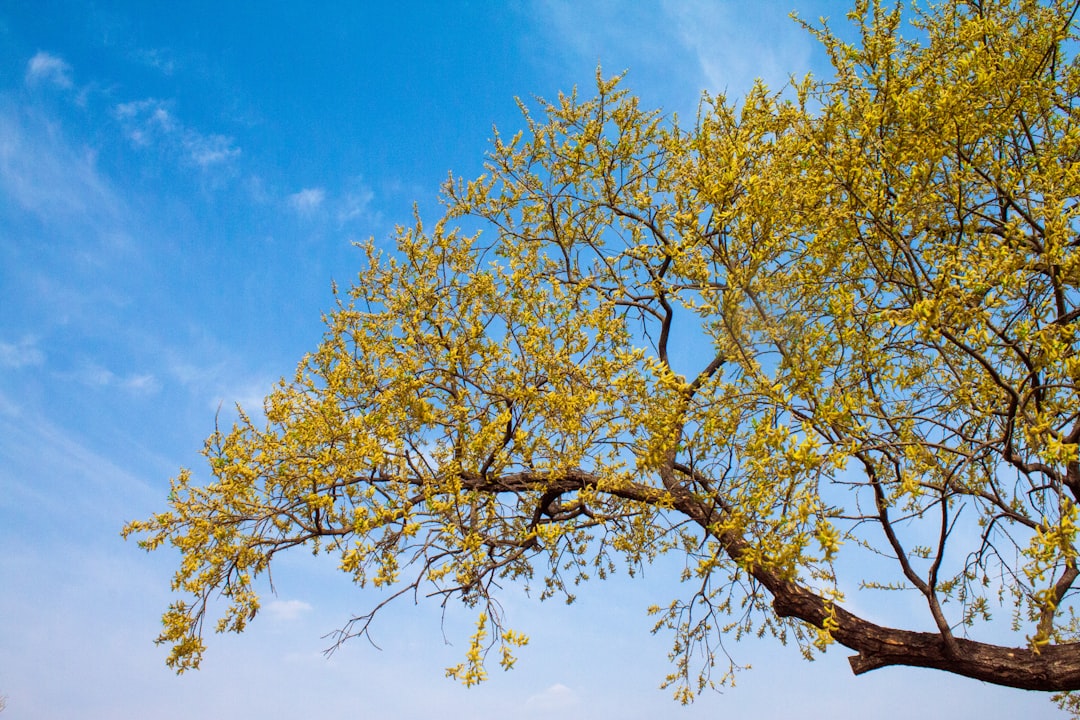 Forsythia