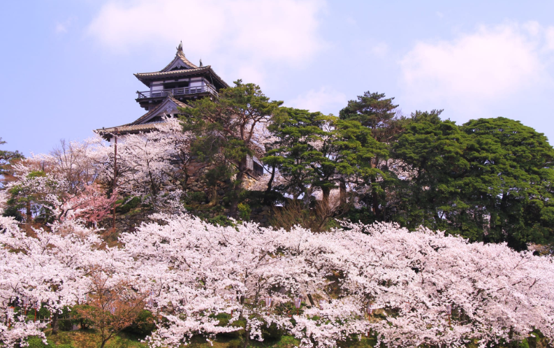 마루오카성벚꽃축제-이미지출처-일본정부관광국