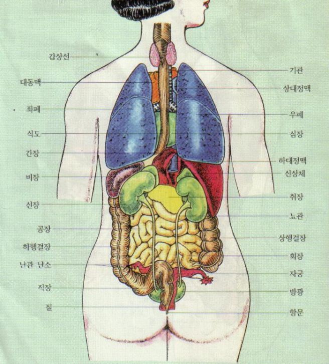 오장육부란
