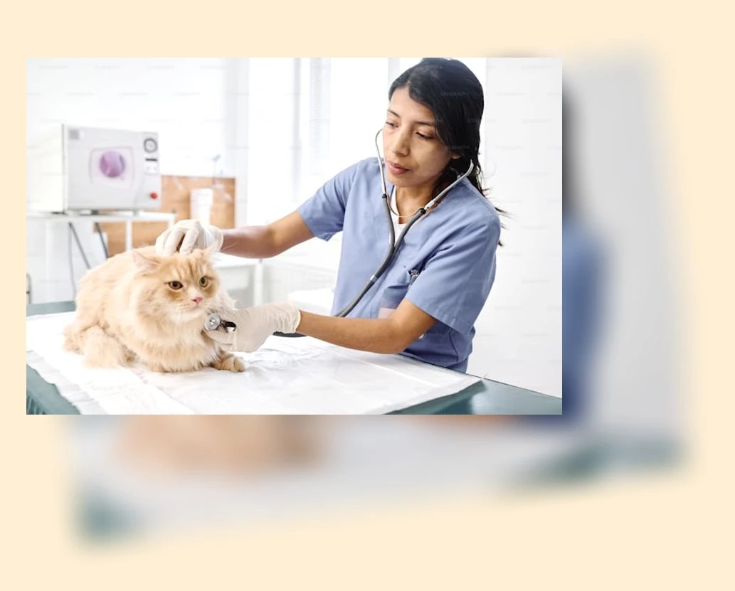 고양이 털갈이 관리_3_subsection