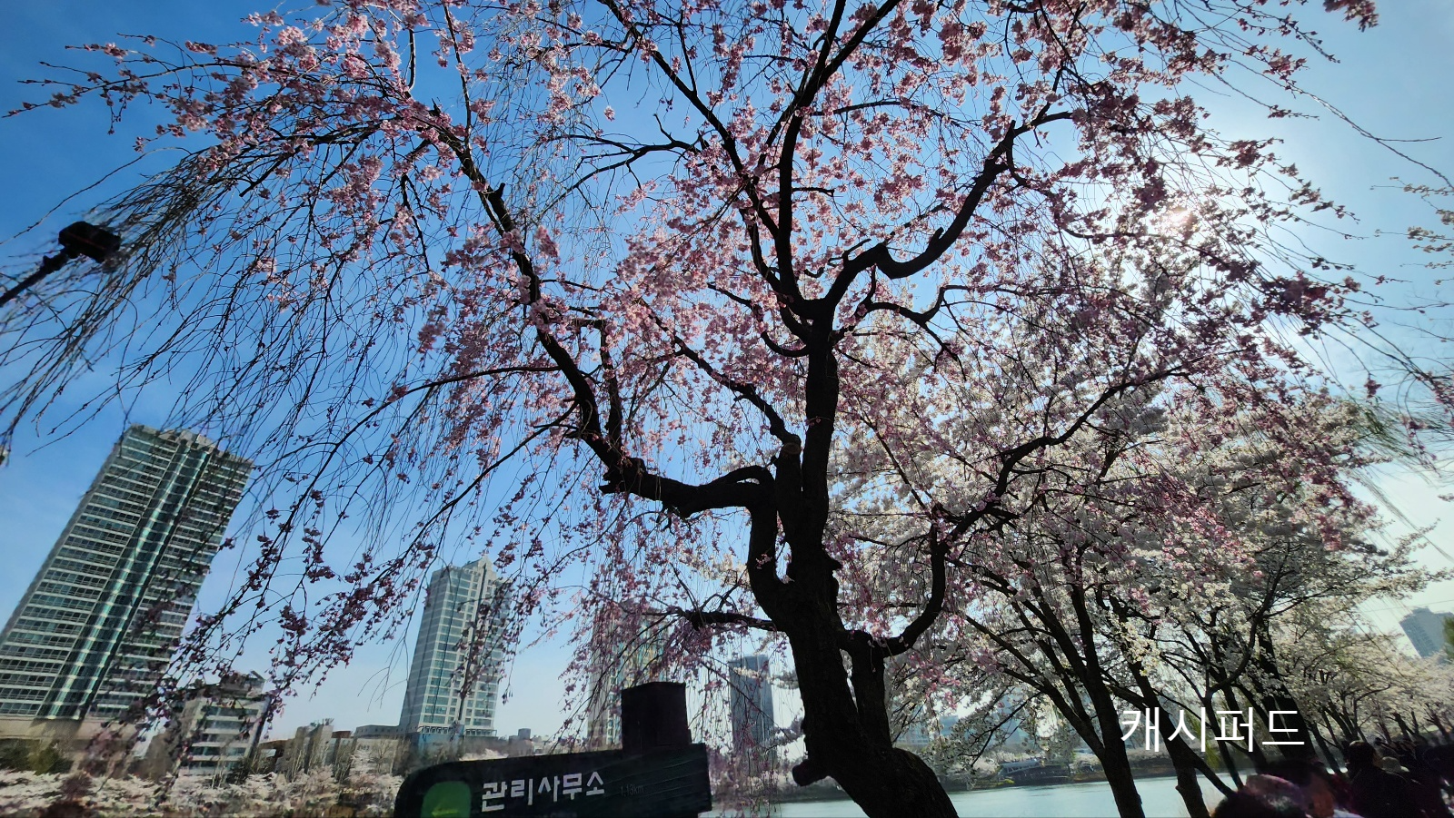 벚꽃