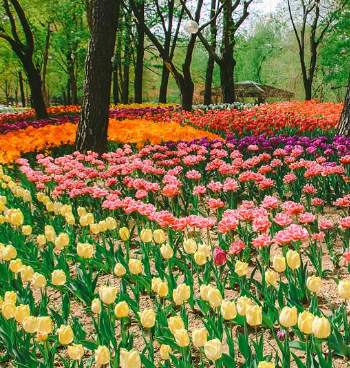 서울숲튤립길
