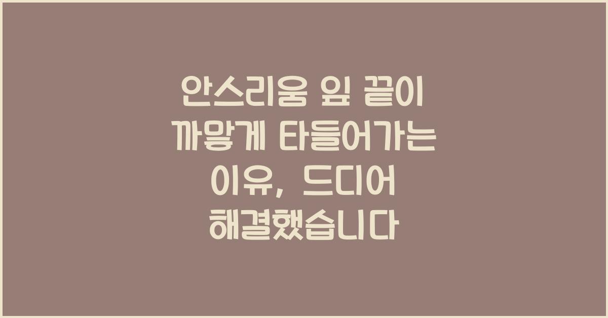 안스리움 잎 끝이 까맣게 타들어가는 이유, 드디어 해결했습니다