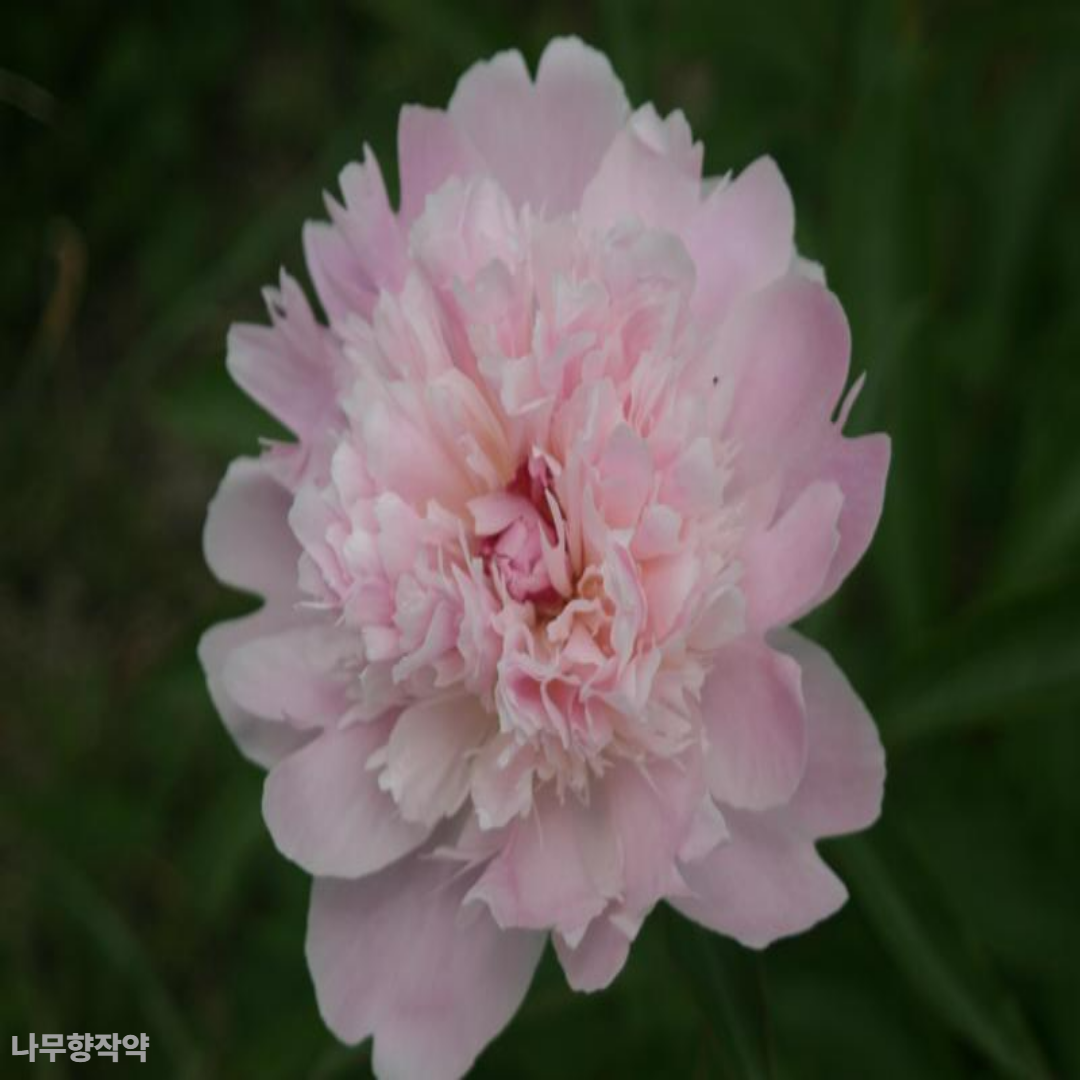 작약
