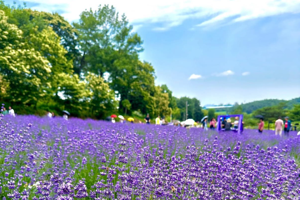 고성 하늬라벤더팜 라벤더 축제