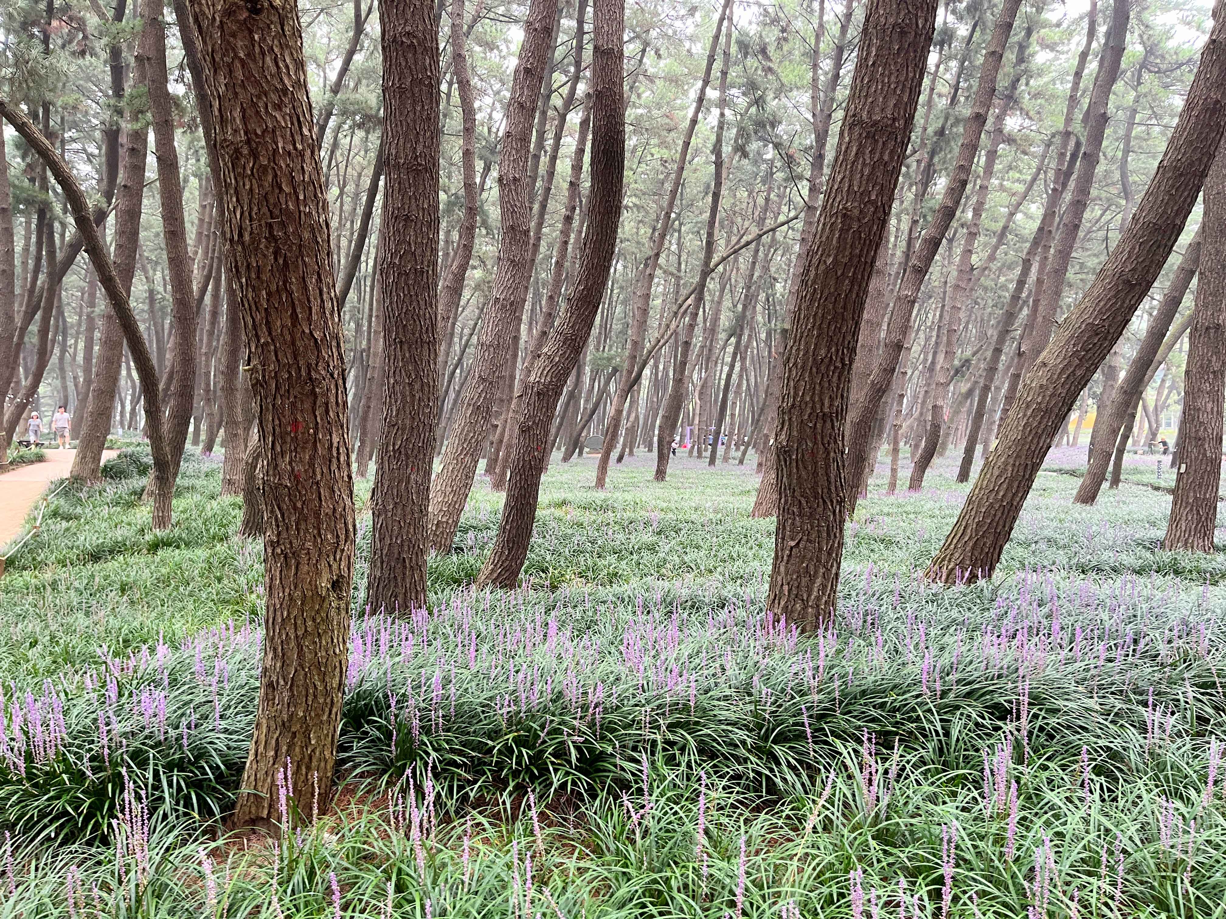 장항 맥문동꽃 축제