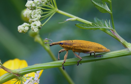 곤충계의 힘의 왕! 가장 강한 곤충은?