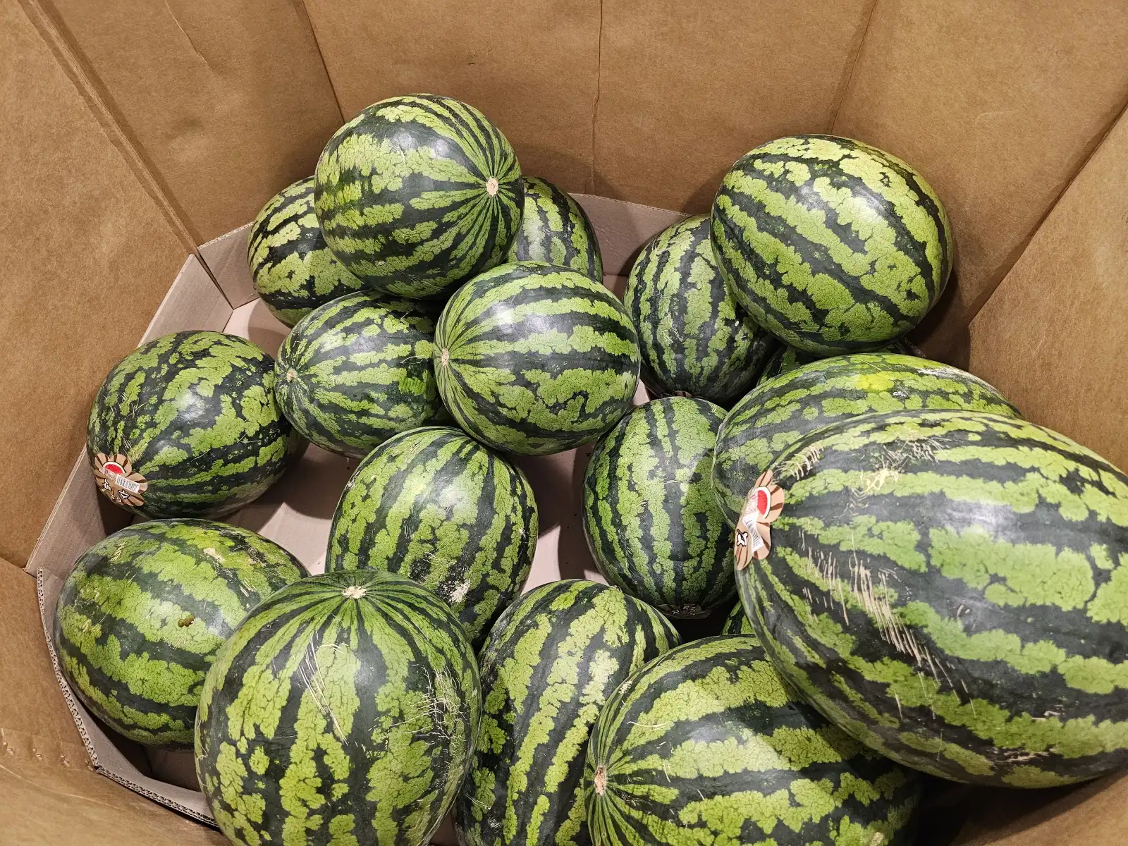 코스트코 수박 코너에서 수박고르기