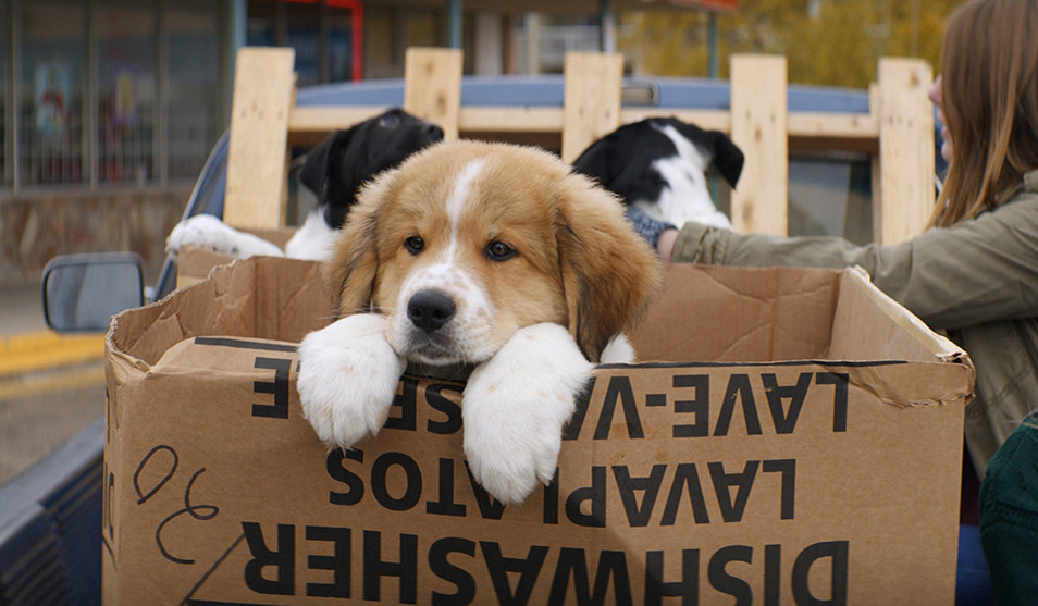 영화 베일리 어게인 관련 사진