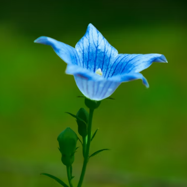 도라지 효능 부작용 고르는법 먹는법 꽃 총정리
