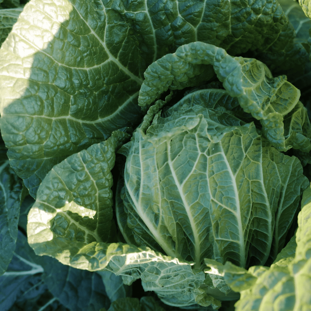 절임배추 20kg 사전예약