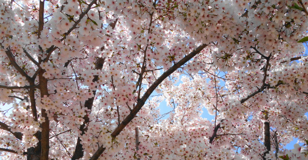 부산 숨은 벚꽃 명소, 만덕로 벚꽃길 완벽 가이드 (2025년 최신)