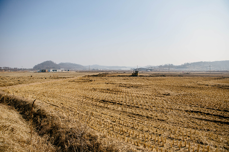 겨울 추수가 끝난 황량한 논. 경기도 파주시.