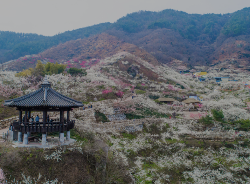 광양 매화축제