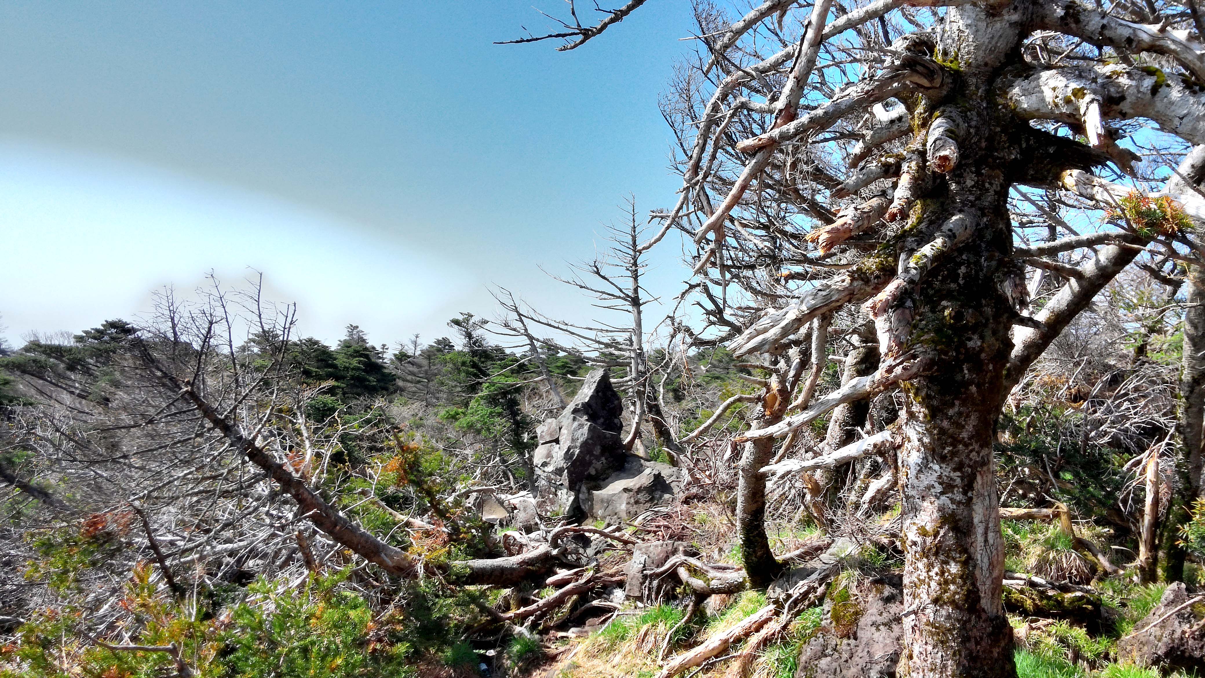 한라산 성판악코스