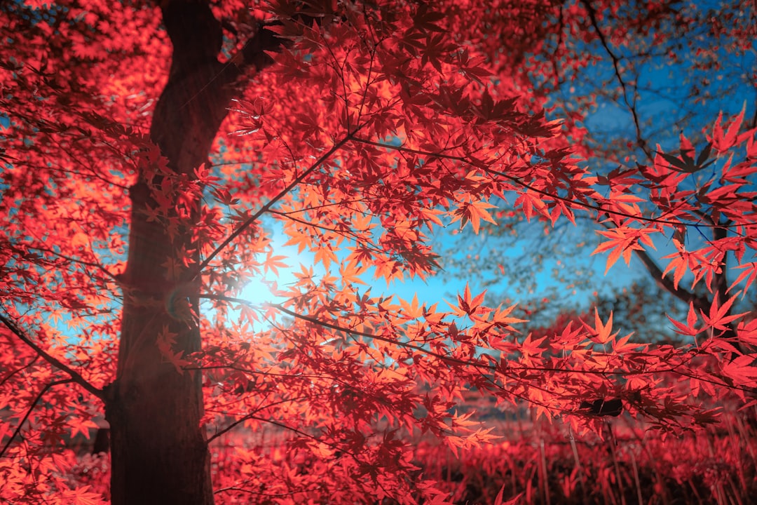 Maple