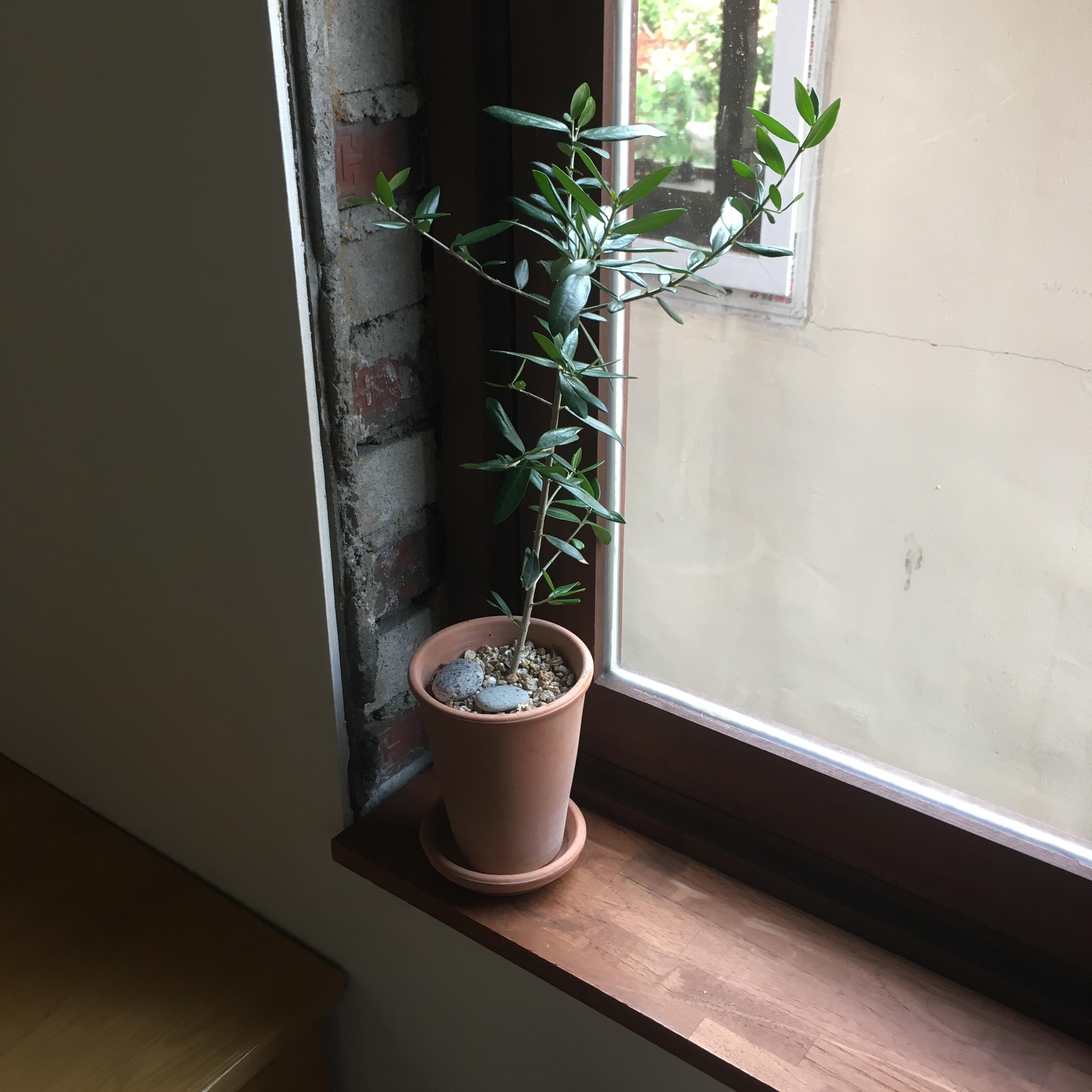 식물은 왜 밤에도 살아 있을까? – 식물의 호흡 이야기