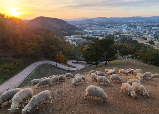 겨울 감성 여행지: 평창 대관령 양떼목장