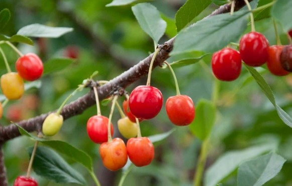 버찌 먹는법 6가지 