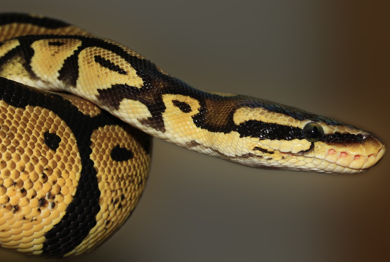 2023년 뱀띠운세