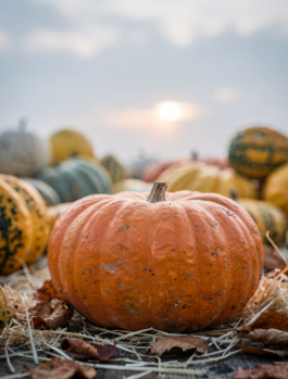 늙은 호박즙 효능