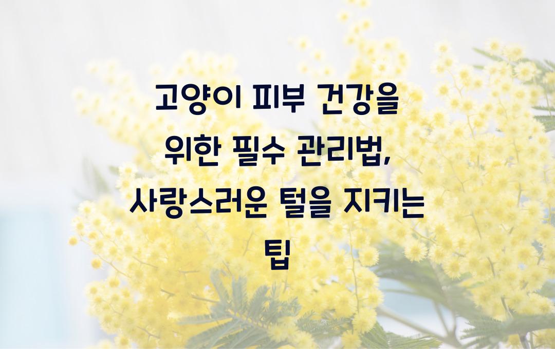 고양이 피부 건강을 위한 필수 관리법