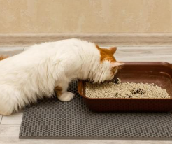 고양이 배변 훈련 시기, 방법 실패 없는 초보 집사 가이드