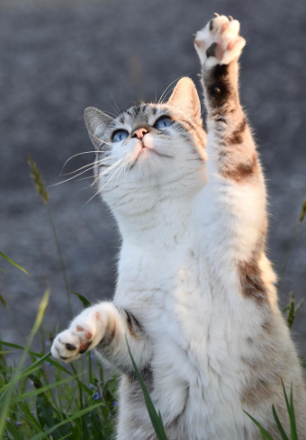 고양이 슬개골 관련 사진