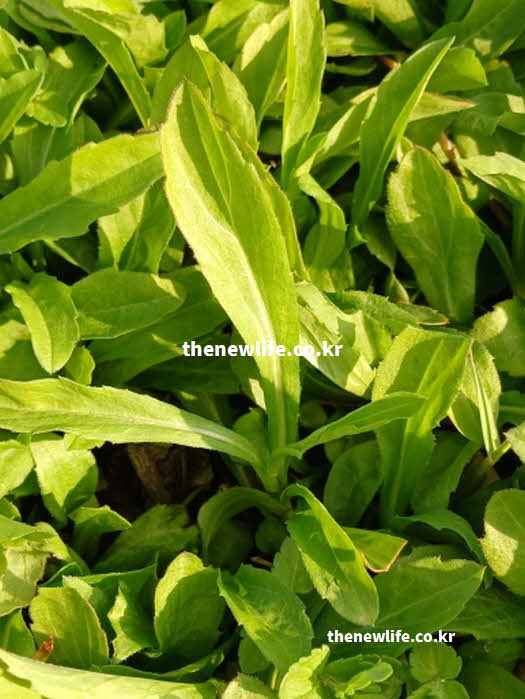 쑥부쟁이 나물 효능 영양성분 루틴