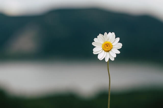 진밭골산림공원 샤스타데이지