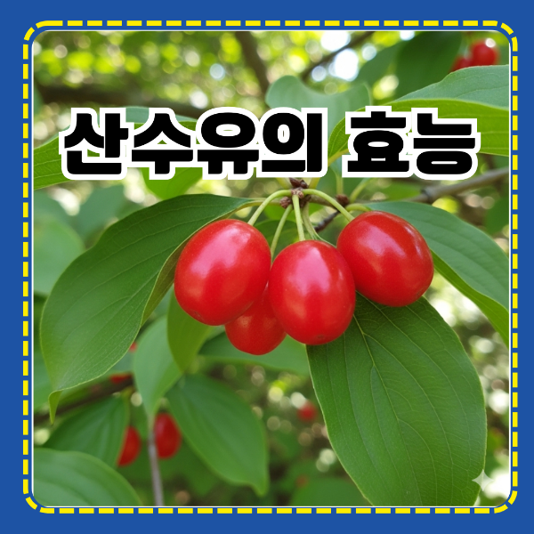 산수유의 효능