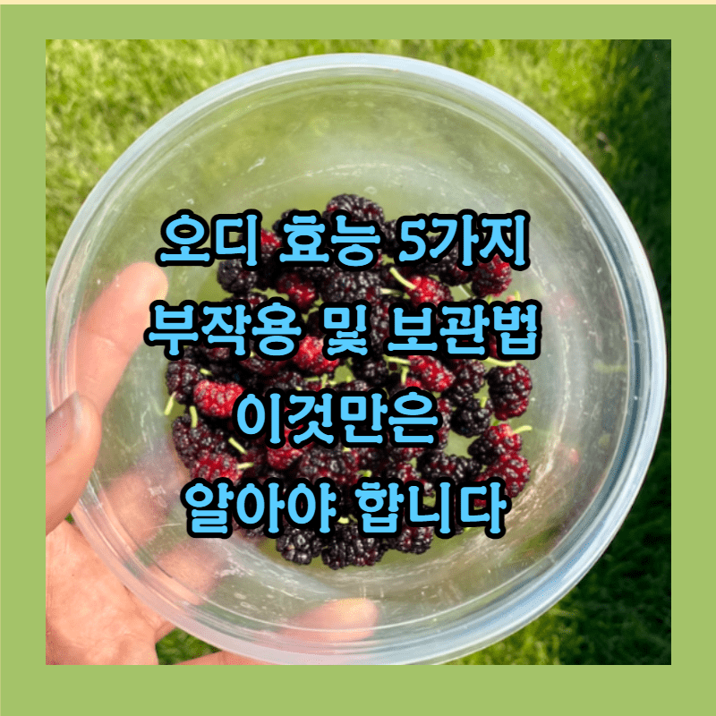 오디 효능 부작용