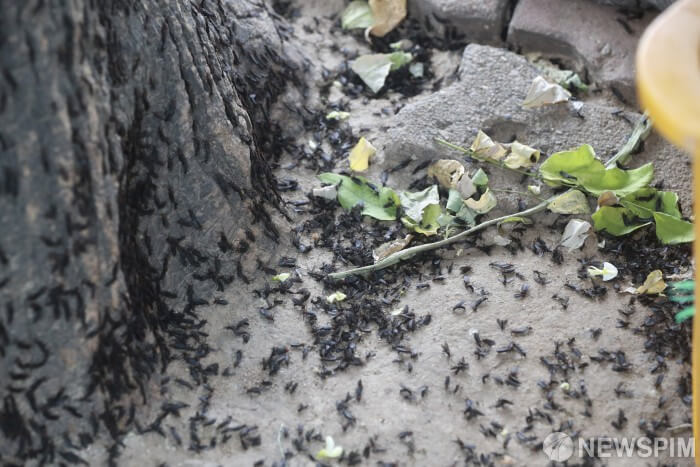 러브버그 퇴치 및 예방법