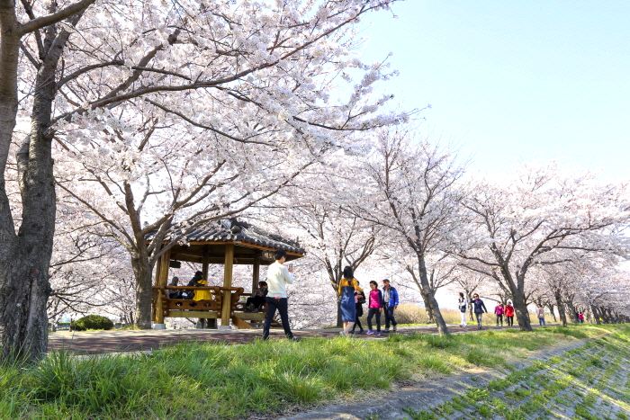 강서 낙동강 30리 벚꽃축제