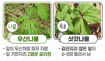 우산나물