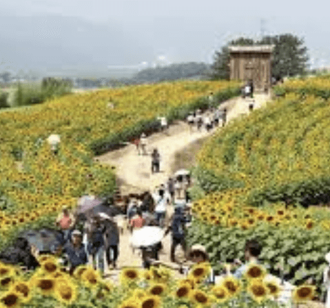 해바라기 축제