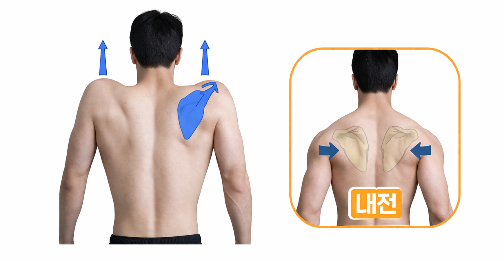 견갑골 내전 거상