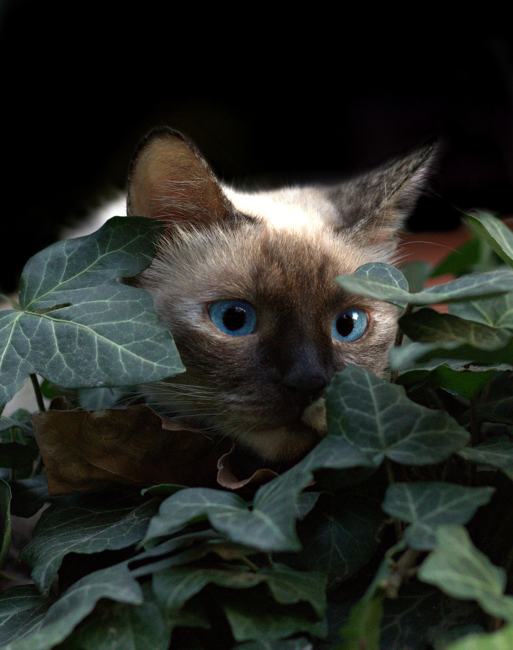 버만(Burmese)