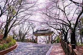 봄 나들이 벚꽃