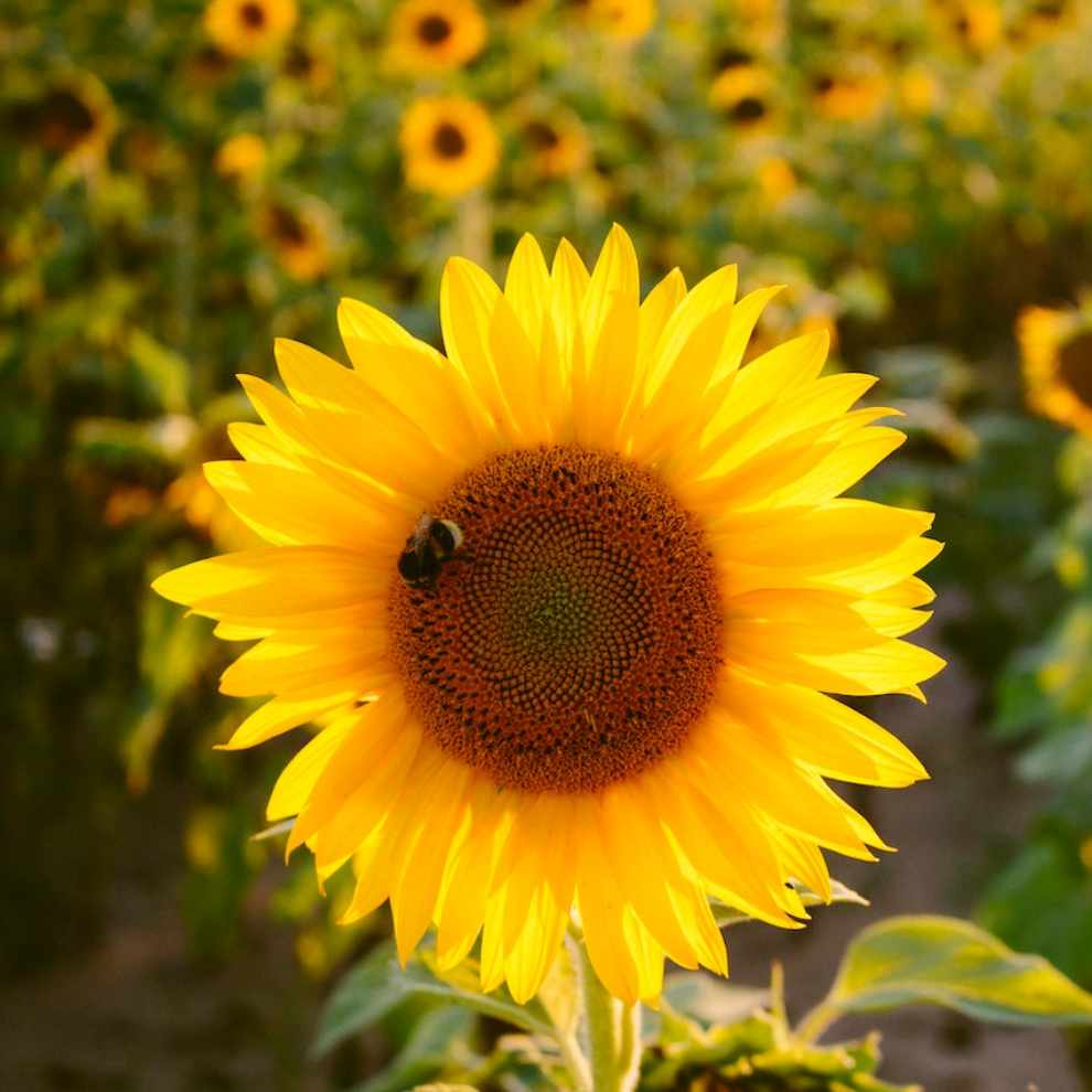 파주 해바라기 축제