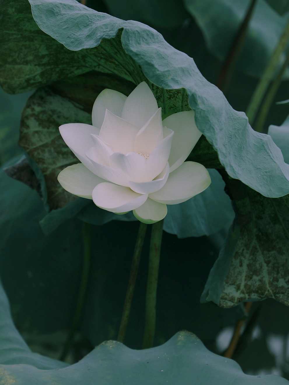 무안연꽃축제