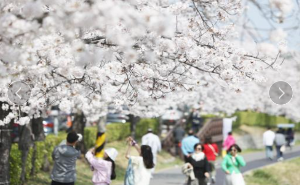 강릉벚꽃축제