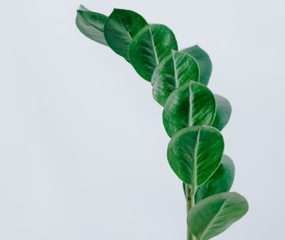 금전수 번식 꽃말