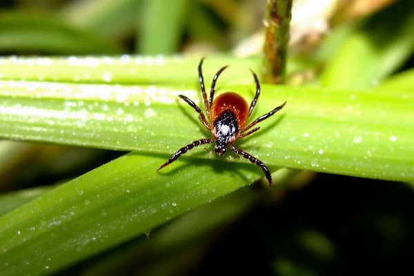참진드기 물린자국: 증상부터 치료까지 완벽 가이드