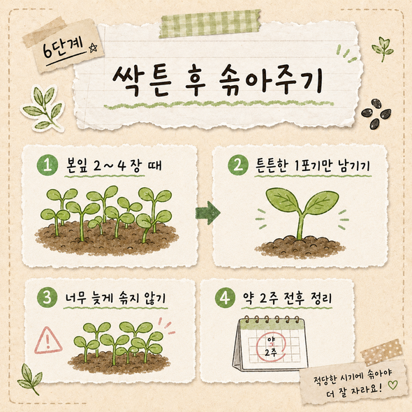 참깨 파종시기