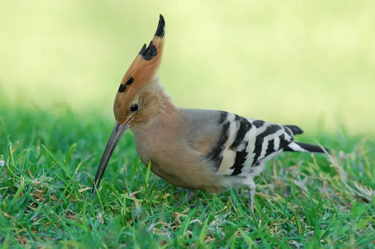 후투티 관찰 기록을 남기는 방법