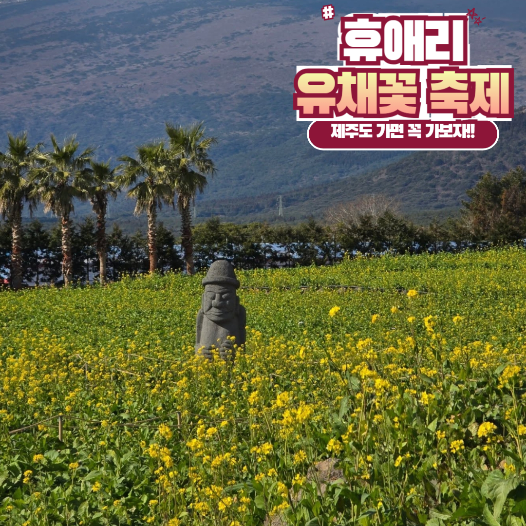 (제주도) 휴애리 유채꽃 축제