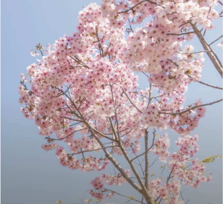 화담숲 예약하기-모노레일-벚꽃-만개-2